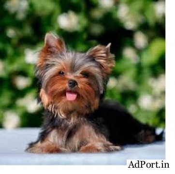 Yorkshire Puppy For Sale..7300930479 