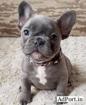 FRENCH BULLDOG PUPPS AVAILABLE @ 7300930479