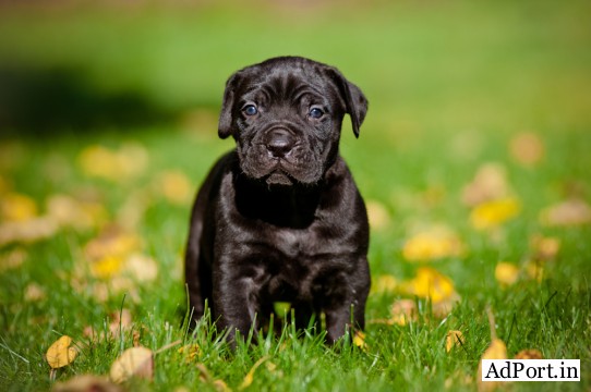 Healthy Superb Cane Corso Puppies Available7300930479
