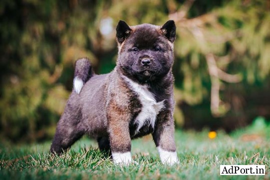 Beautiful imported Akita puppies avail 7300930479
