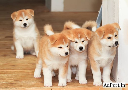 Beautiful imported Akita puppies avail 7300930479