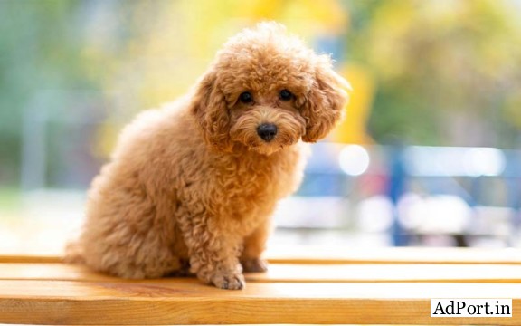 Best toy Poodle Puppies For Sale..7300930479