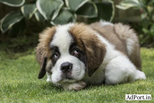 Beautiful Saint Bernard puppies for sale..7300930479