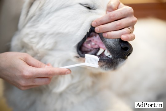 Boulevard Animal Hospital