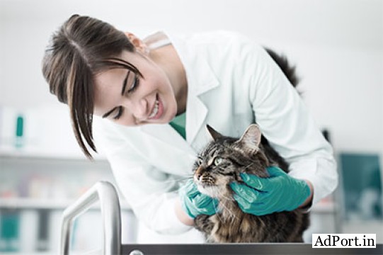 Boulevard Animal Hospital