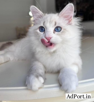 Reputable Siberian Breeders About Becky