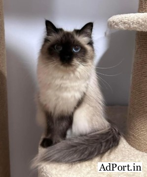  Best Siberian Kitten Breeders