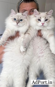  Perfect Siberian Kittens for Sale
