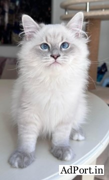 Siberian Kittens For Sale About Kayla!