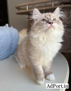 Buying Siberian Kittens Online!!