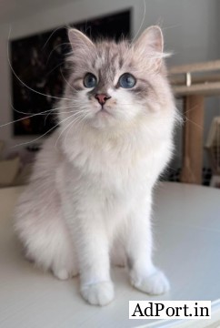 Kia Siberian Kitten--
