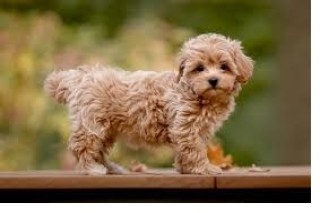 Toy Poodle Puppy For Sale..7300930479 