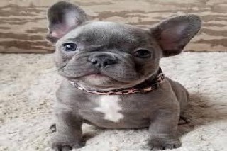 FRENCH BULLDOG PUPPS AVAILABLE @ 7300930479