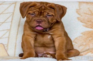FRENCH MASTIFF PUPPIES AVAILABLE @ 7300930479