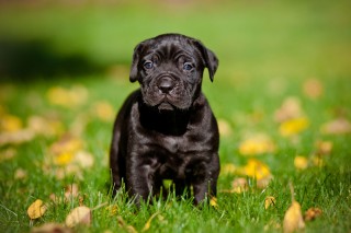 Healthy Superb Cane Corso Puppies Available7300930479