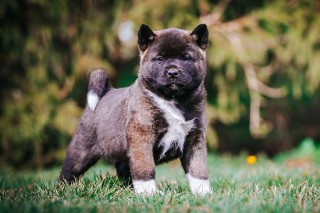 Beautiful imported Akita puppies avail 7300930479