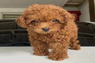 Best toy Poodle Puppies For Sale..7300930479