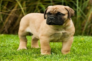 Beautiful Bullmastiff puppies available for sale..7300930479