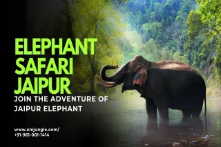 Elephant Safari Jaipur The Ultimate Adventure For Nature And Culture Lovers