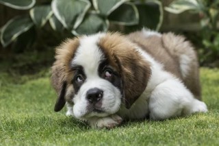 Beautiful Saint Bernard puppies for sale..7300930479