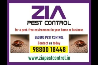 Zia Pest Control | Bed Bugs Treatment | Keep Your Home Pest-Free | 237