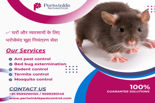 Periwinkle Pest Control: Rodent Control in Greater Noida & Ghaziabad