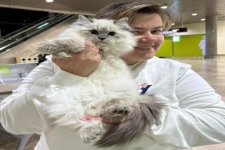 Siberian Kittens: Who Are We?