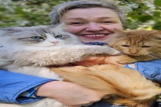 Best Siberian Kitten for Sale
