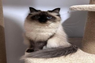  Best Siberian Kitten Breeders