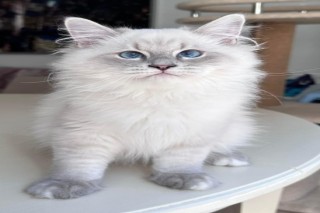 Siberian Kittens For Sale About Kayla