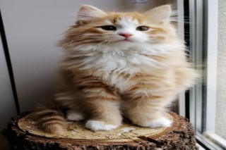  Meet Kiki! Siberian Kitten.