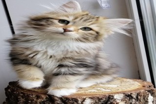 How to Find a Siberian Kitten