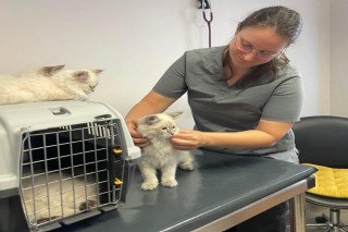 Siberian Kitten Breeders 