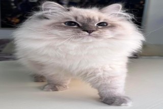 Local Siberian Breeders About Buzz!!