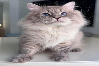 Siberian Kittens Russ for Sale Here