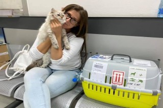 Healthy Siberian Kittens for Sale Now Today