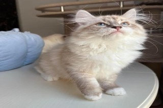 Buying Siberian Kittens Online!!