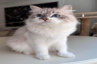 Kia Siberian Kitten--